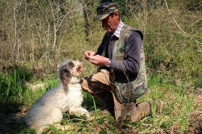 Chianti vineyard visit and truffle hunt